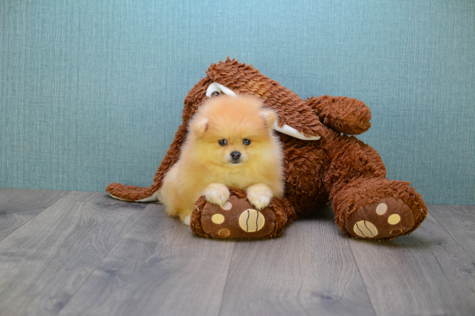 Pomeranian Puppy for Adoption