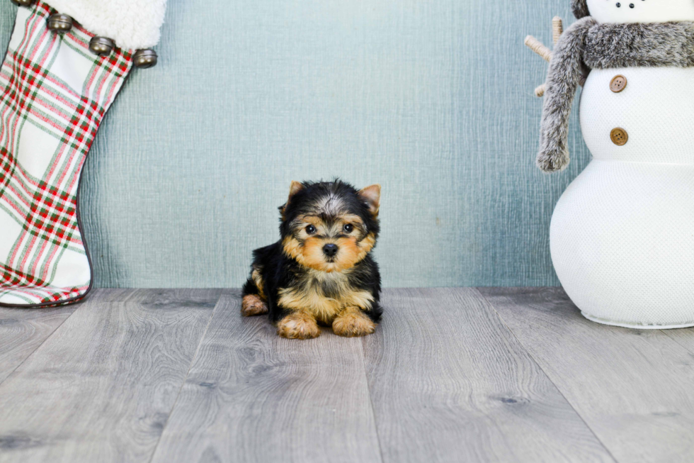 Meet Beckham - our Yorkshire Terrier Puppy Photo 