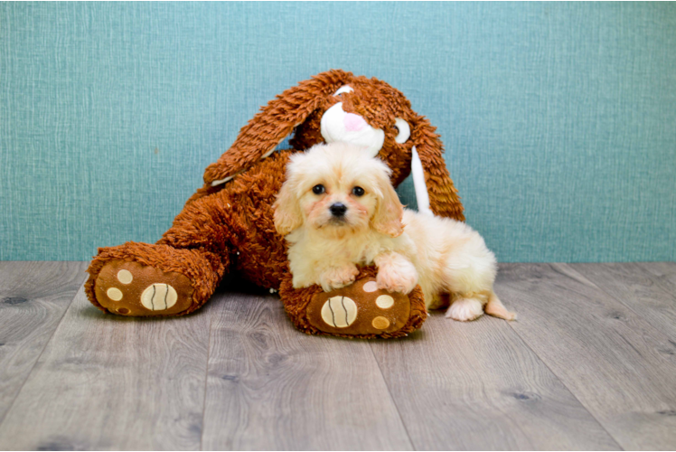 Fluffy Cavachon Designer Pup