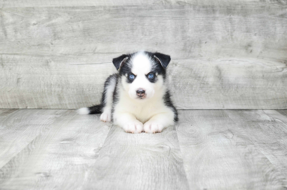 Petite Pomsky Designer Pup