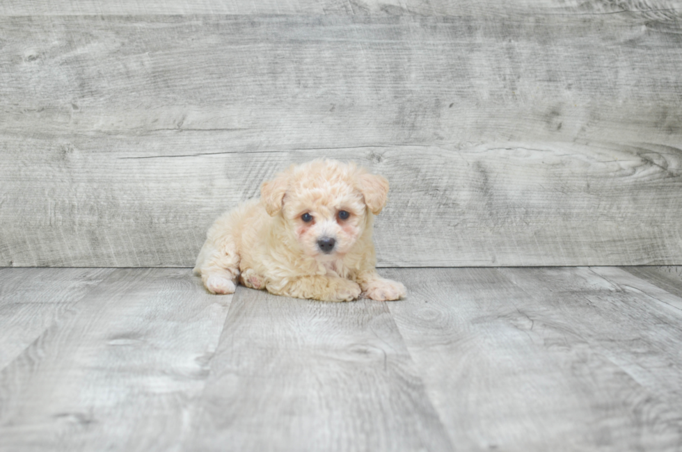 Best Maltipoo Baby