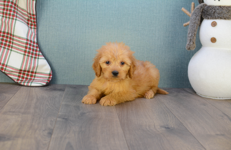 Mini Goldendoodle Pup Being Cute