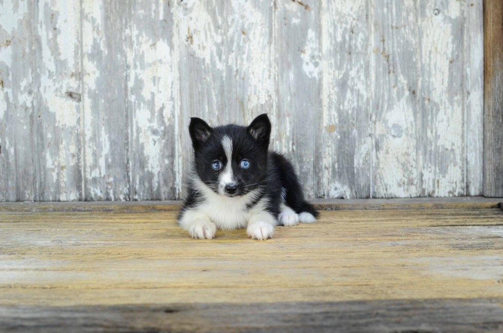 Best Pomsky Baby