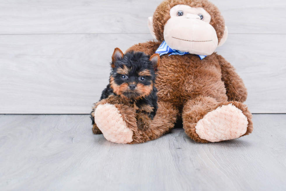 Meet Beckham - our Yorkshire Terrier Puppy Photo 