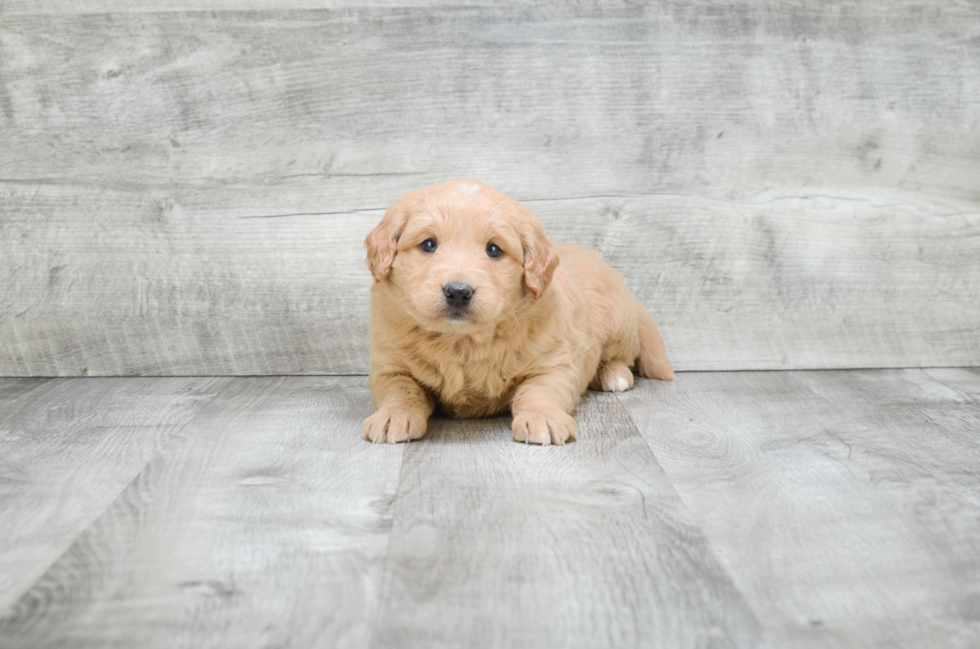 Fluffy Mini Goldendoodle Poodle Mix Pup