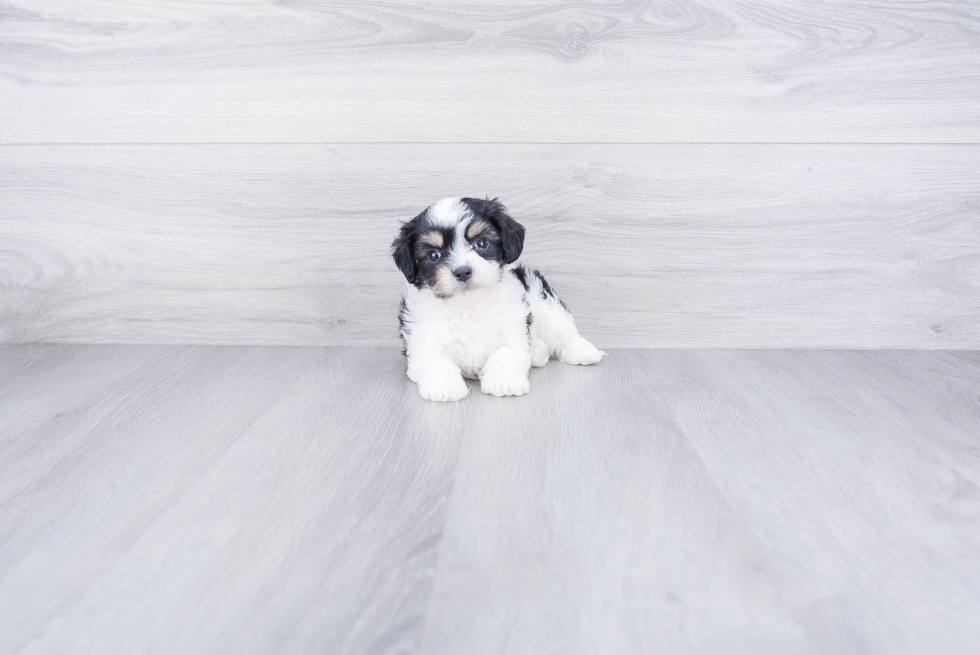 Cavachon Puppy for Adoption