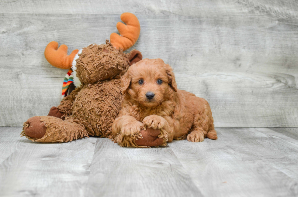 Smart Mini Goldendoodle Poodle Mix Pup