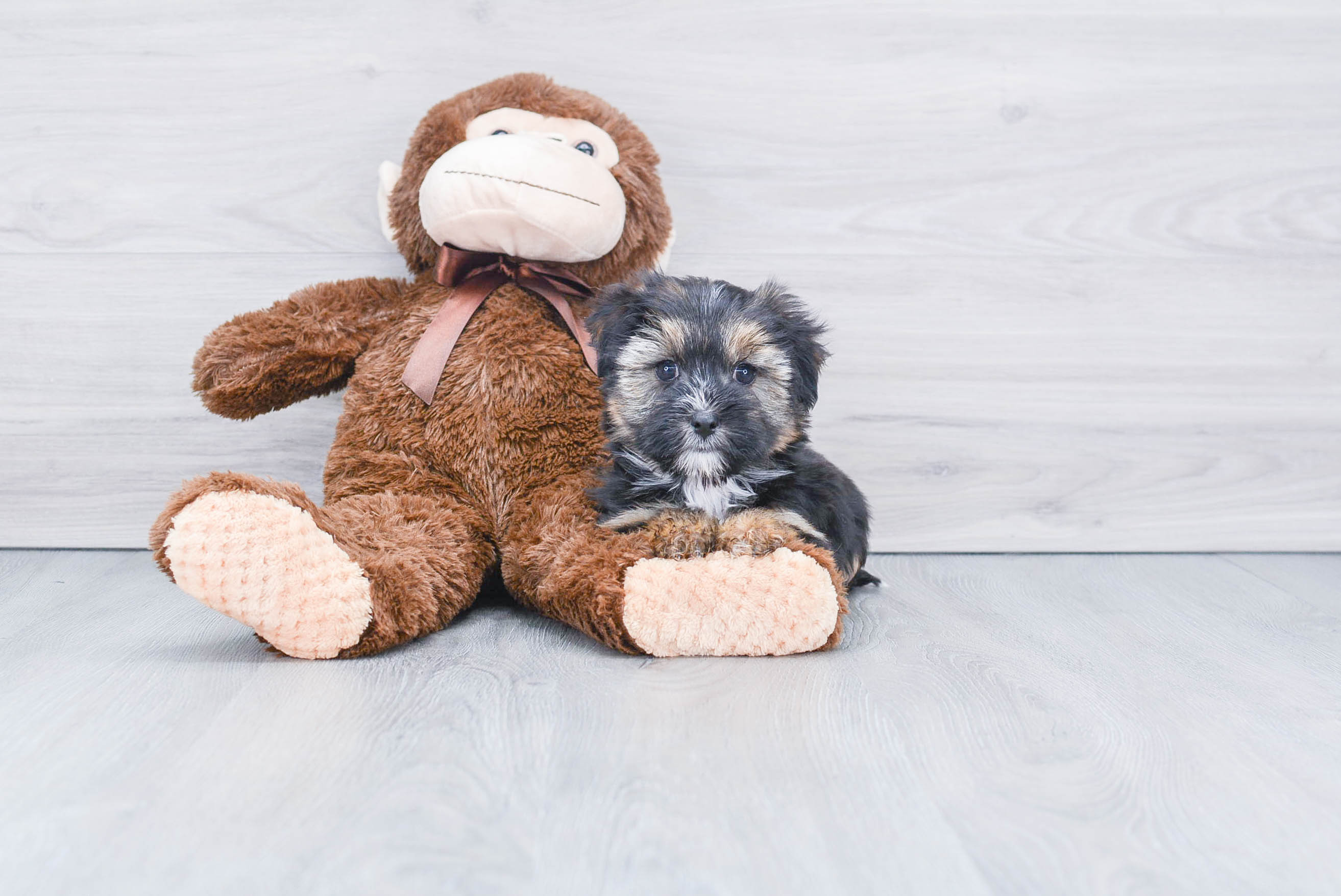 Smart Morkie Designer Pup