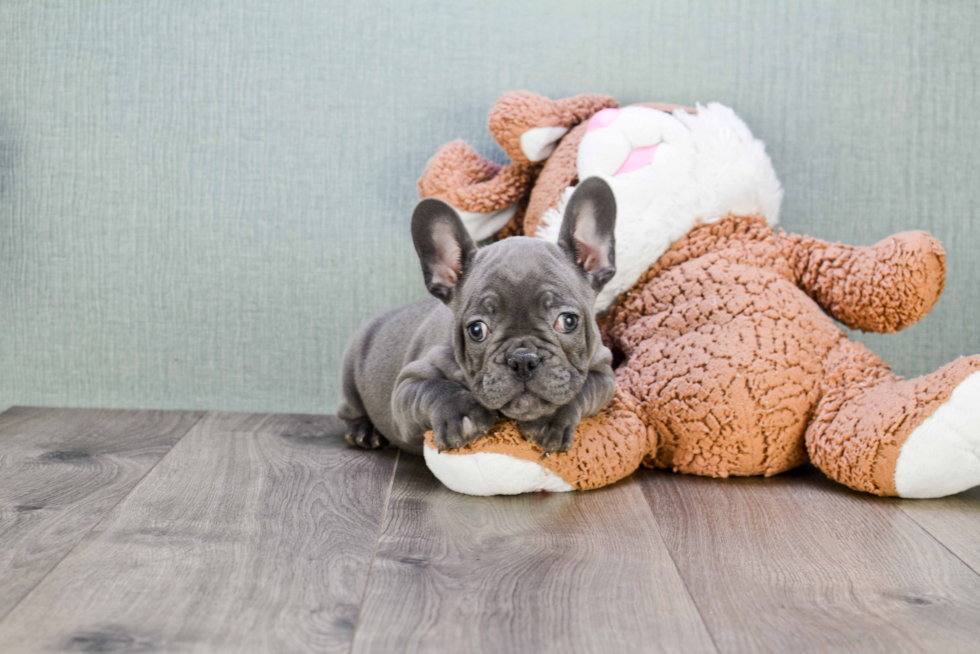 Playful French Bulldog Purebred Pup