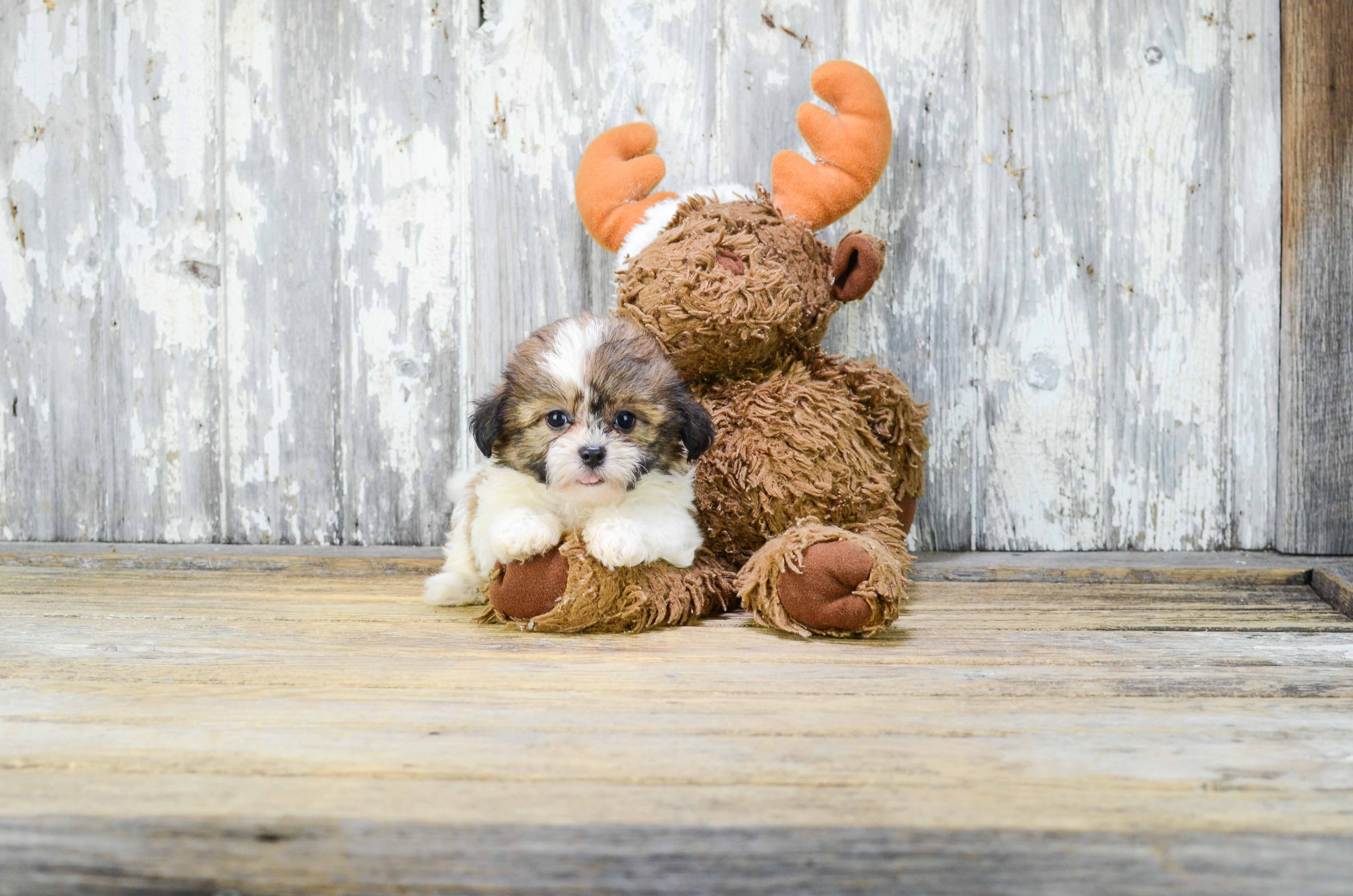 Small Teddy Bear Baby