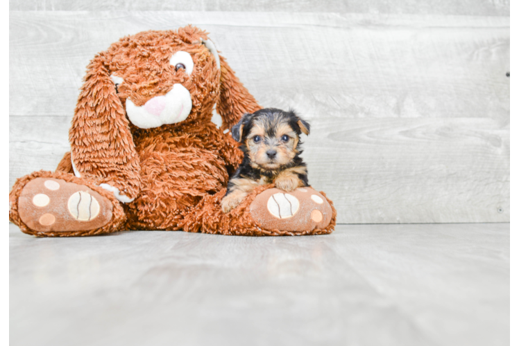 Best Morkie Baby