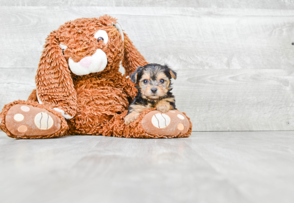 Best Morkie Baby