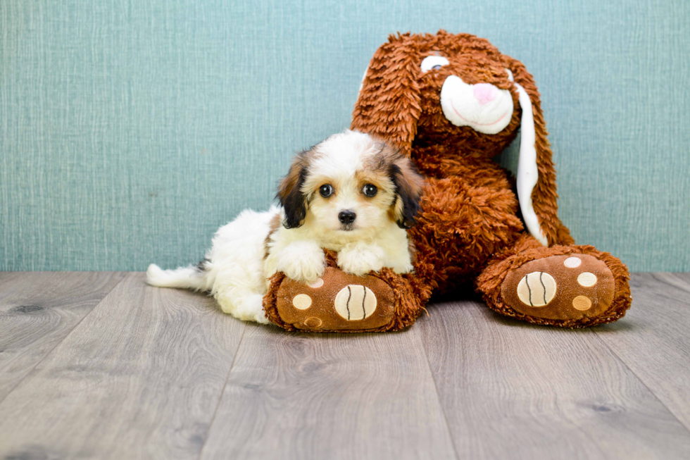 Best Cavachon Baby