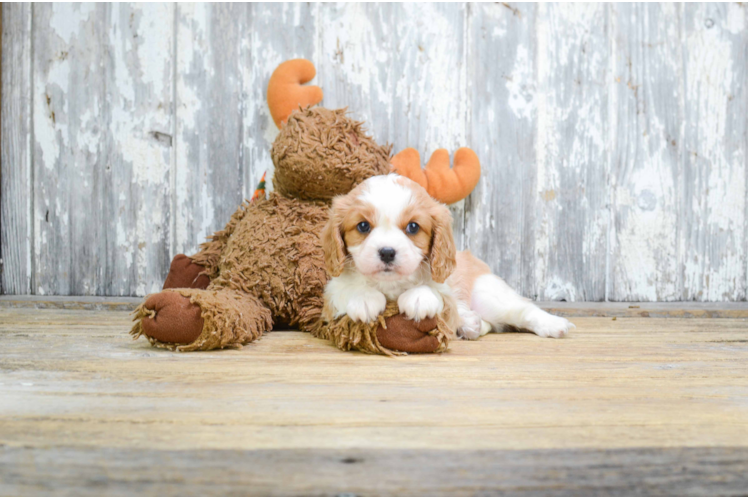 Cavalier King Charles Spaniel Puppy for Adoption