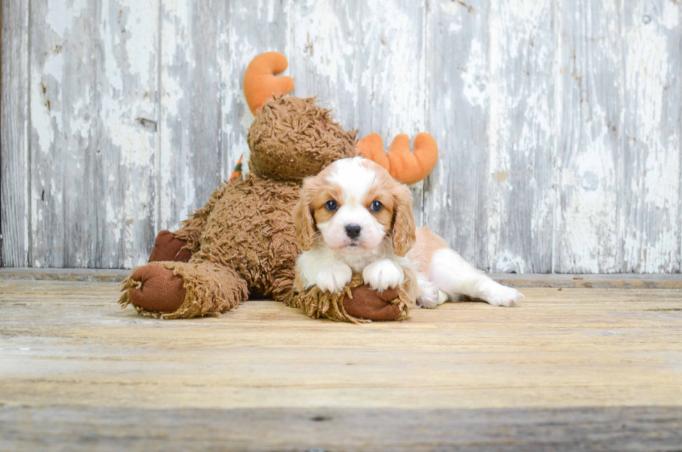 Cavalier King Charles Spaniel Puppy for Adoption