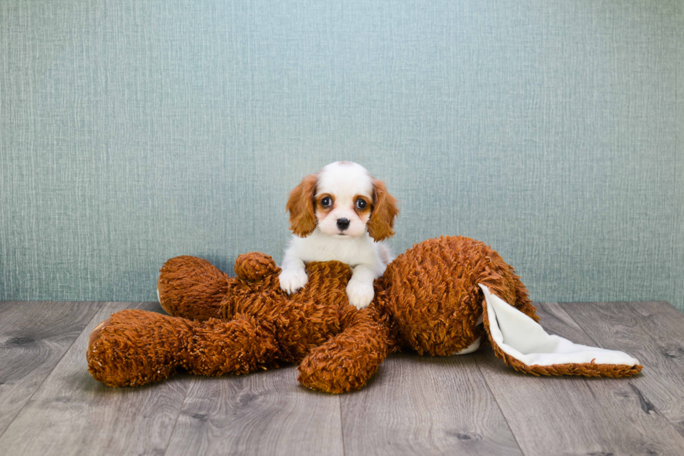 Funny Cavalier King Charles Spaniel Baby