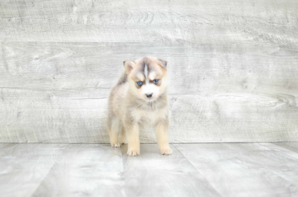 Happy Pomsky Baby