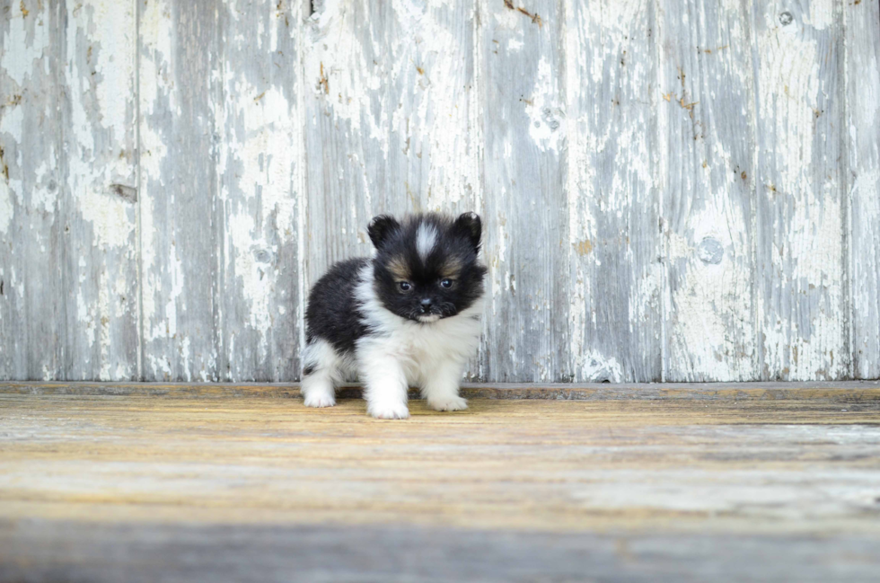 Popular Pomeranian Purebred Pup