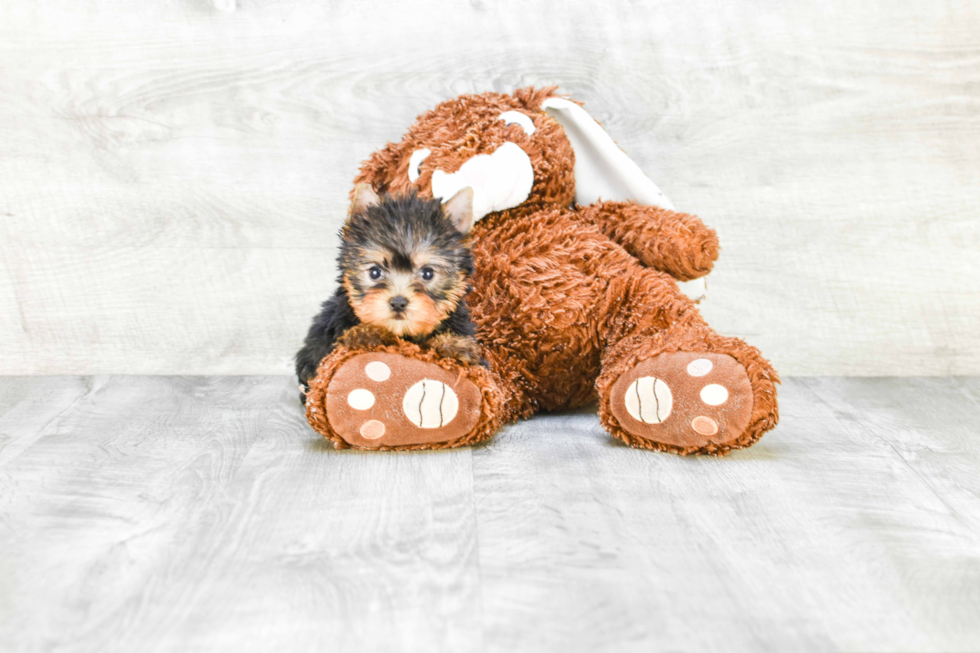 Meet Victoria - our Yorkshire Terrier Puppy Photo 