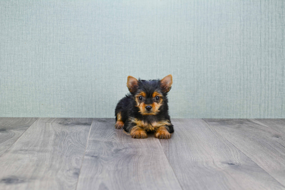 Meet Mindy - our Yorkshire Terrier Puppy Photo 
