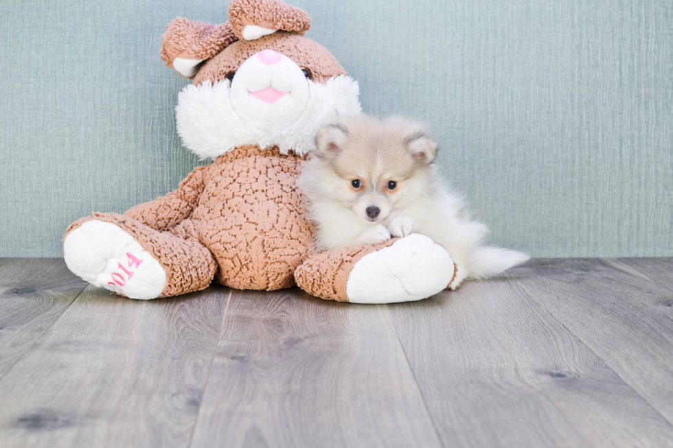 Little Pomeranian Baby