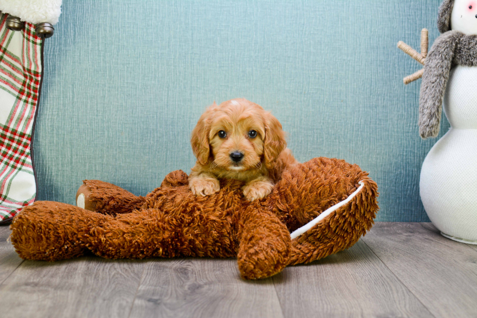 Cute Cavapoo Baby