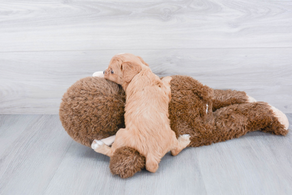 Cavapoo Pup Being Cute