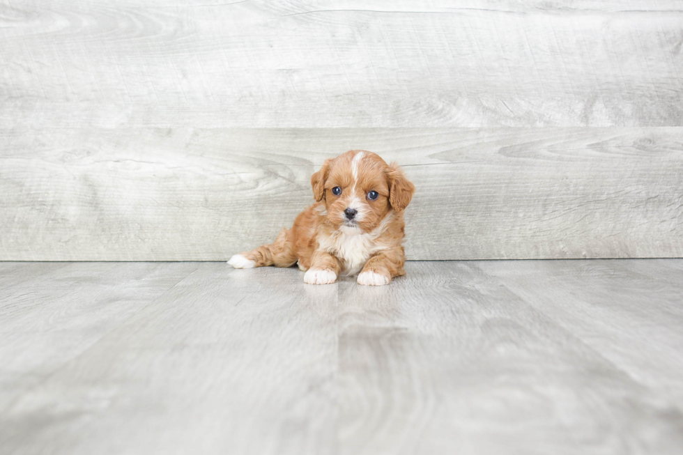 Cavapoo Pup Being Cute