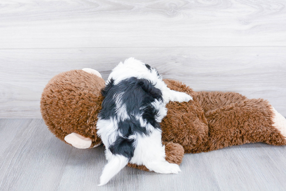 Teddy Bear Pup Being Cute