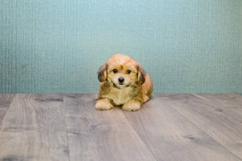 Playful Yorkie Designer Puppy