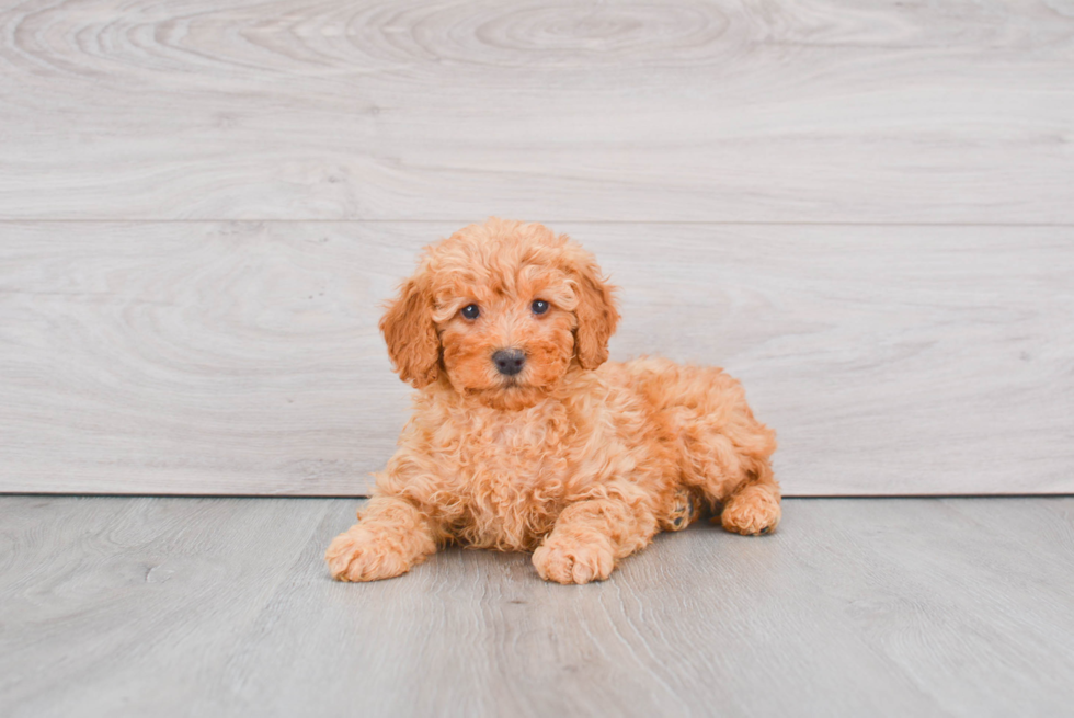 Mini Goldendoodle Puppy for Adoption