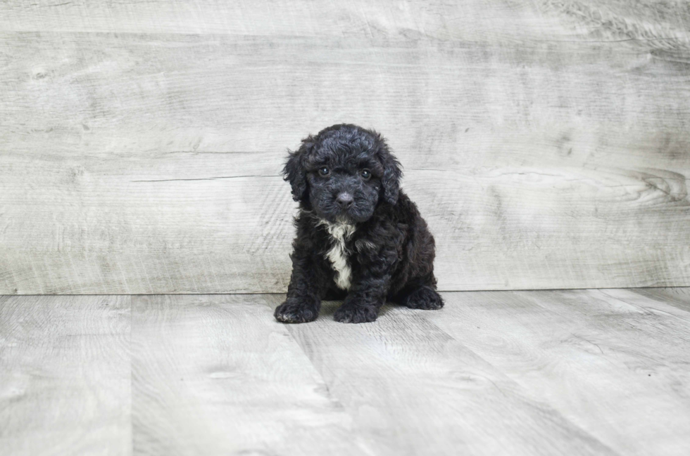 Mini Bernedoodle Pup Being Cute