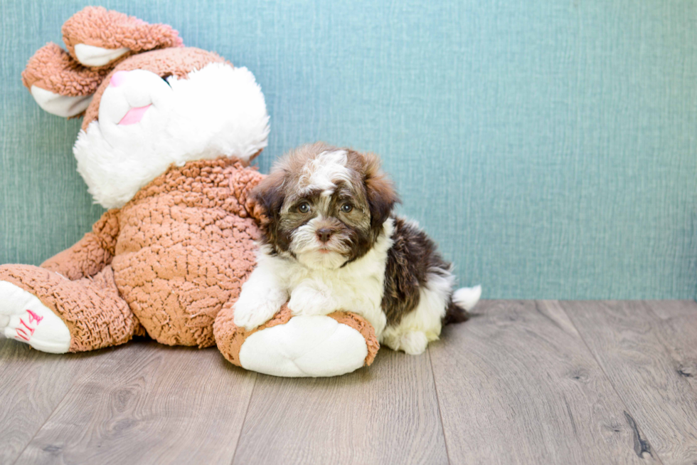 Havanese Pup Being Cute