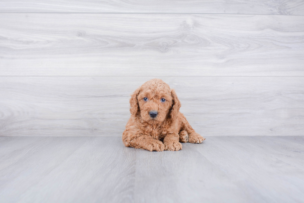 Fluffy Mini Goldendoodle Poodle Mix Pup