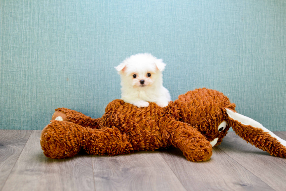 Maltipom Pup Being Cute