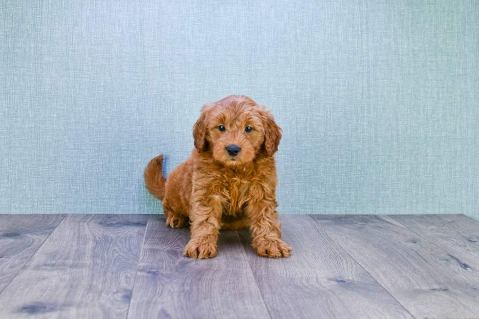 Smart Mini Goldendoodle Poodle Mix Pup