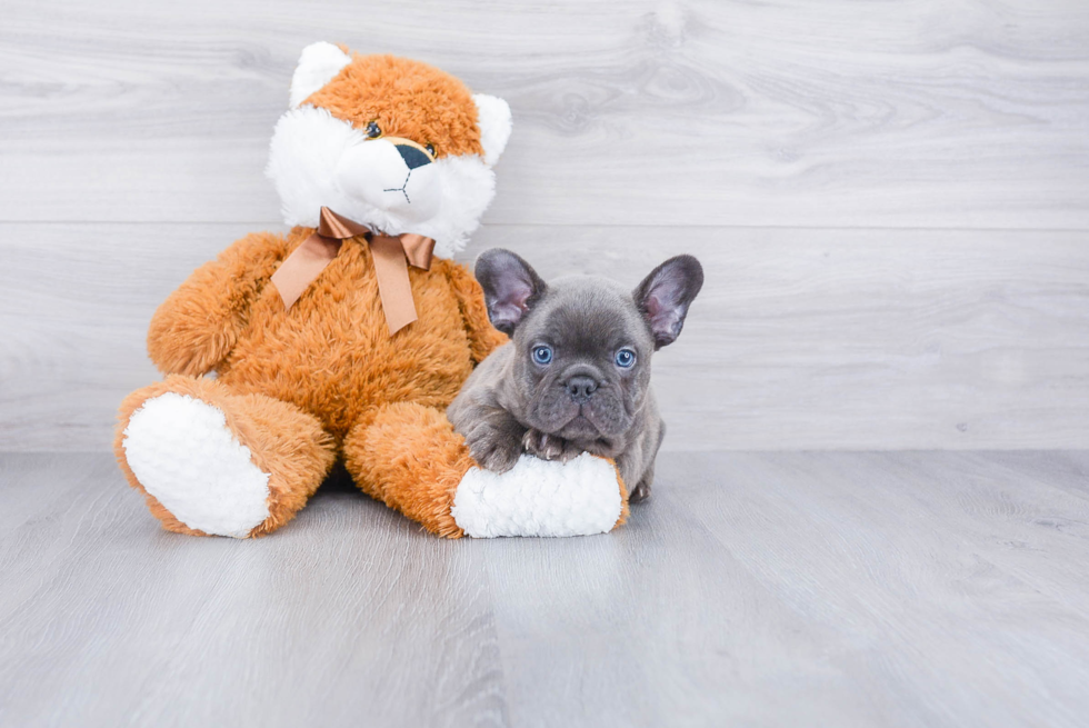 French Bulldog Puppy for Adoption