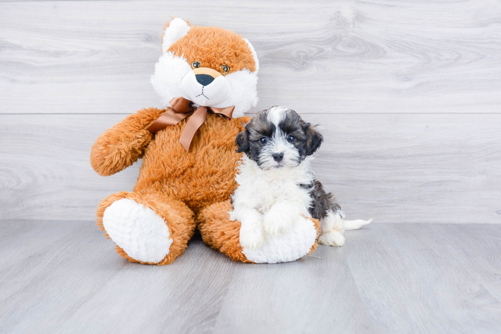 Petite Teddy Bear Designer Pup