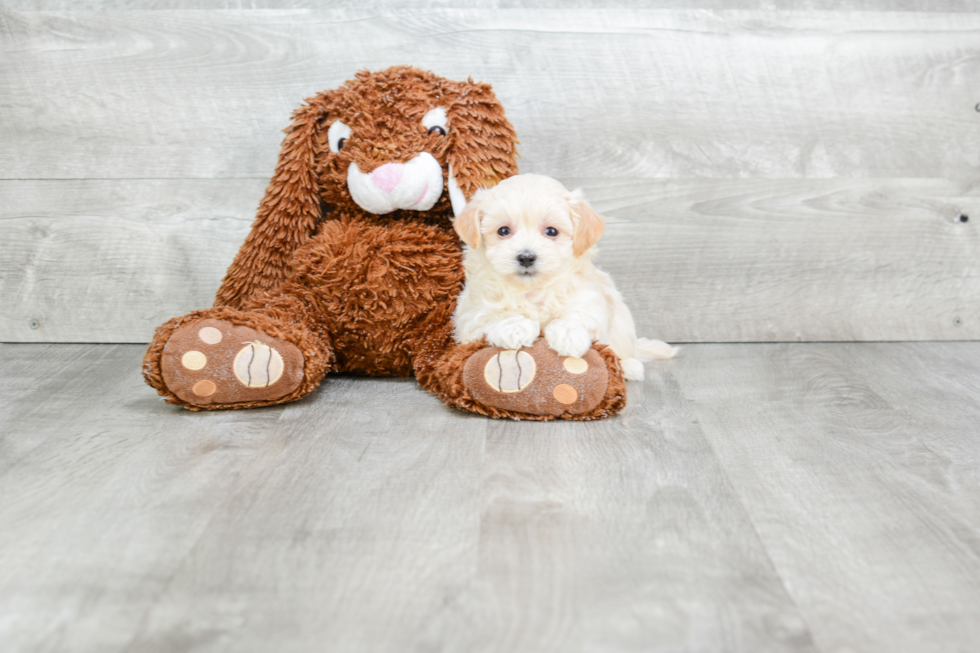 Energetic Maltepoo Poodle Mix Puppy