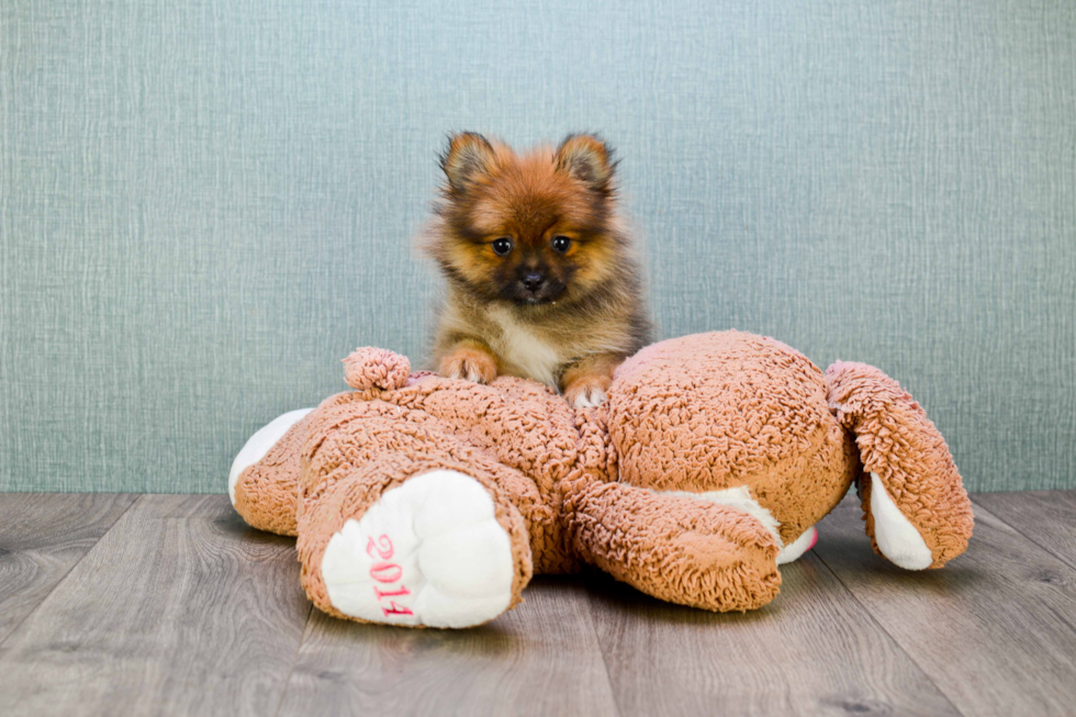 Friendly Pomeranian Purebred Pup