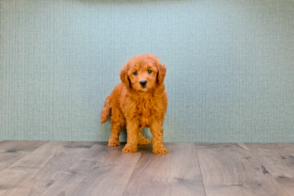 Mini Goldendoodle Pup Being Cute