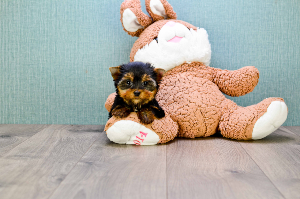 Meet Heidi - our Yorkshire Terrier Puppy Photo 