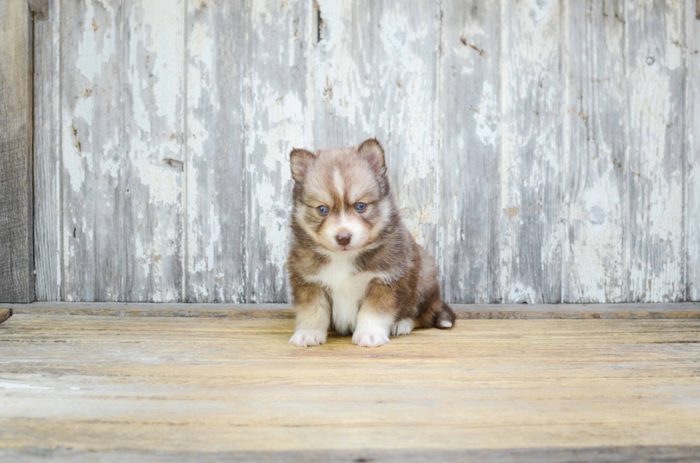 Fluffy Pomsky Designer Pup