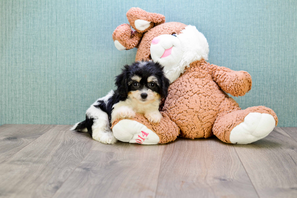 Best Cavachon Baby