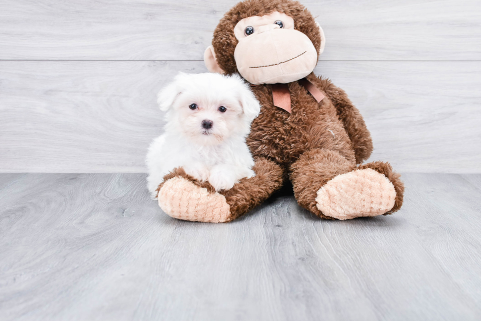 Best Maltese Baby