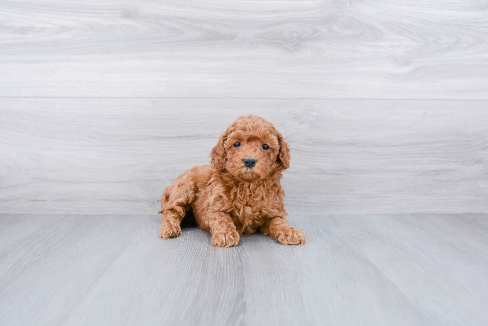 Playful Cockerpoo Poodle Mix Puppy