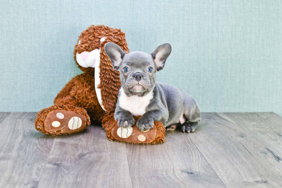 French Bulldog Puppy for Adoption