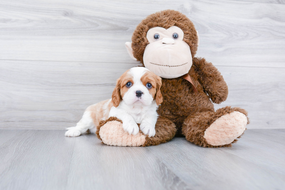 Playful Cavalier King Charles Spaniel Purebred Pup