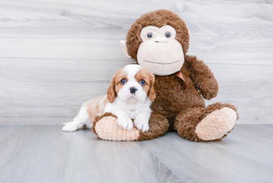 Playful Cavalier King Charles Spaniel Purebred Pup