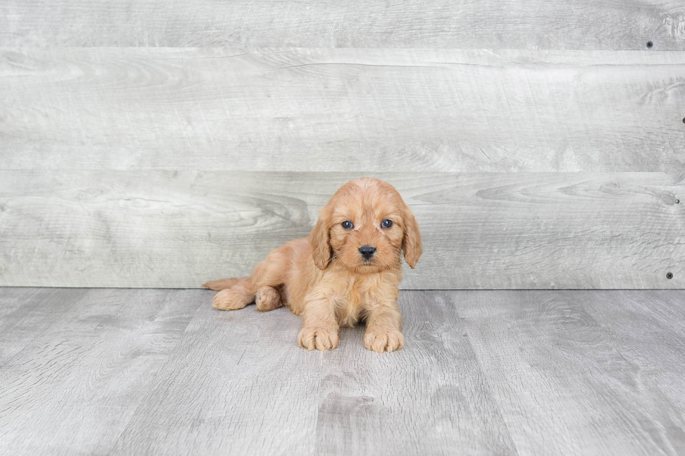 Adorable Cavoodle Poodle Mix Puppy